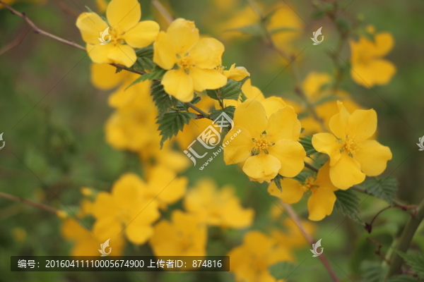 黃花
