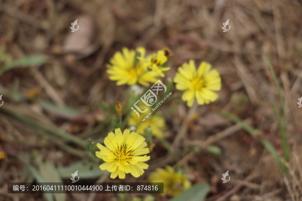 黃花