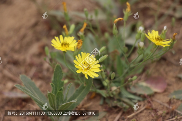 蒲公英