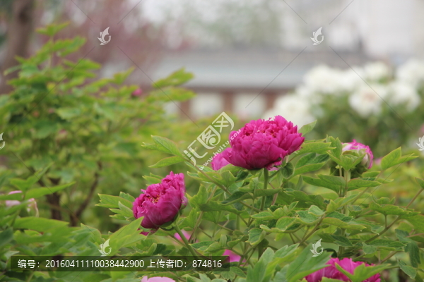曹州牡丹