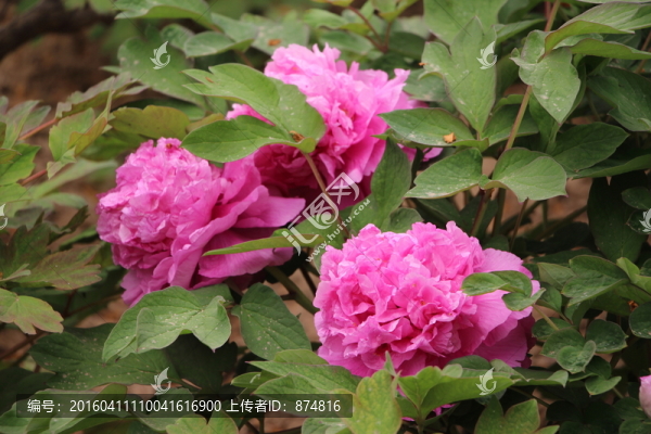 牡丹花