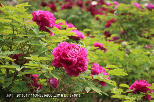 牡丹花