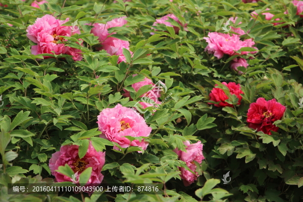 曹州牡丹