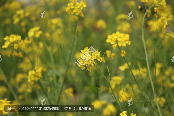 油菜花