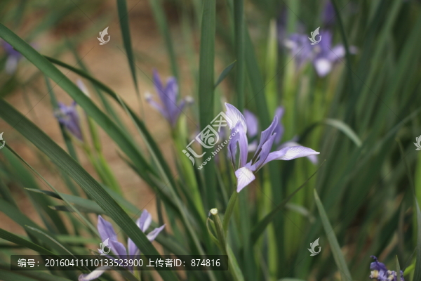 野花