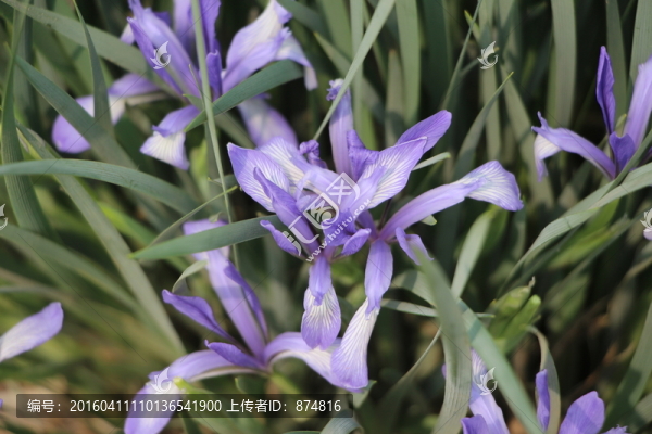 紫花