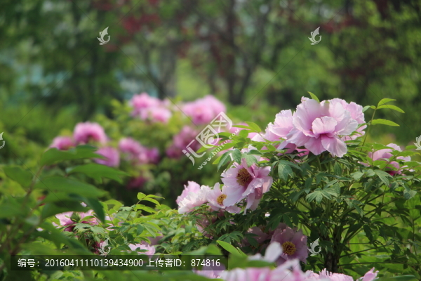 曹州牡丹