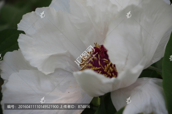 牡丹花