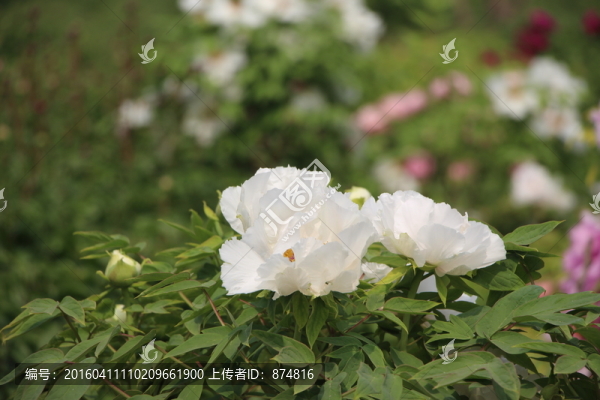 牡丹花