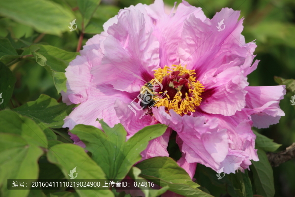 牡丹花