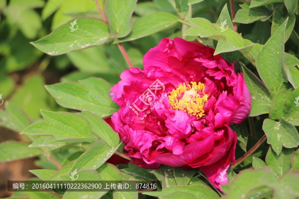 牡丹花