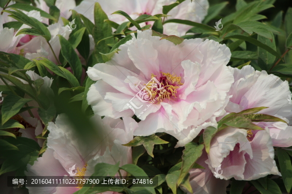 牡丹花