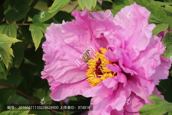 牡丹花