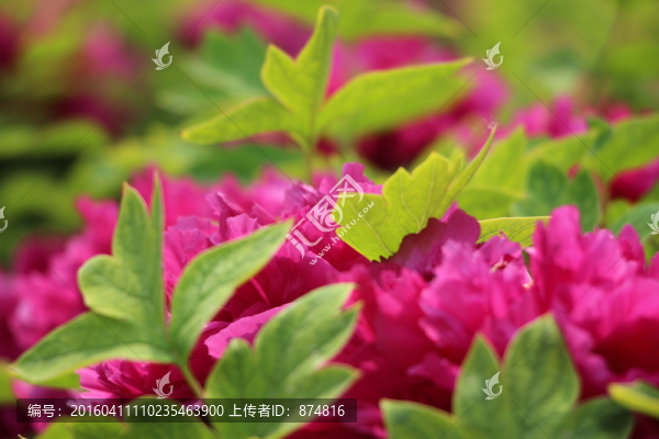 牡丹花