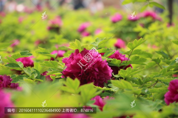 牡丹花