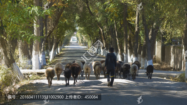 牧羊,放牧