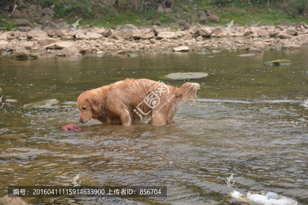 金毛尋回犬
