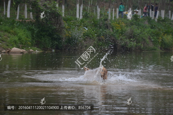 賽級(jí)犬,導(dǎo)盲犬素材