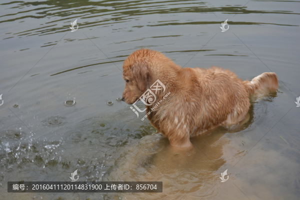 賽級(jí)犬,導(dǎo)盲犬