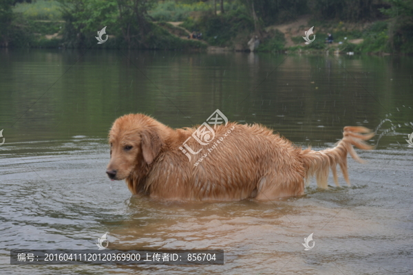 導(dǎo)盲犬
