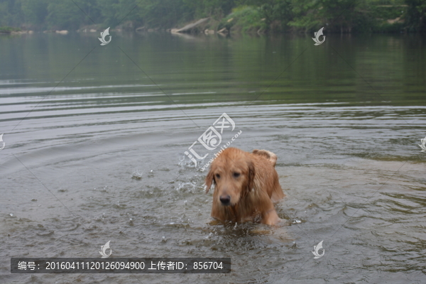 導盲犬
