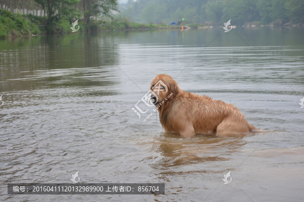 導(dǎo)盲犬游泳