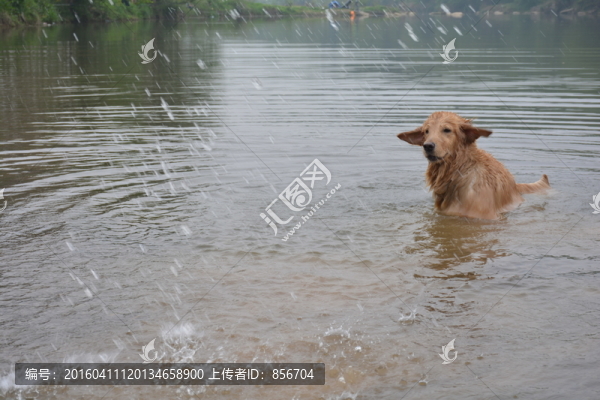 導(dǎo)盲犬游泳