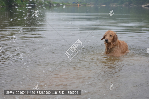 導(dǎo)盲犬游泳