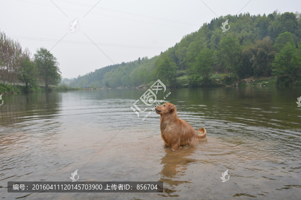 河流,金毛