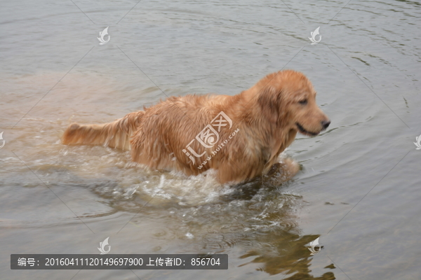 金毛尋回犬,游泳