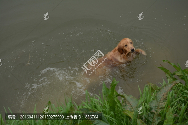 金毛尋回犬,游泳