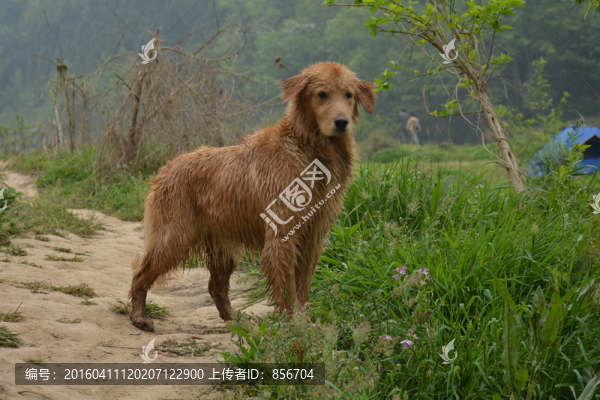 金毛尋回犬,游泳