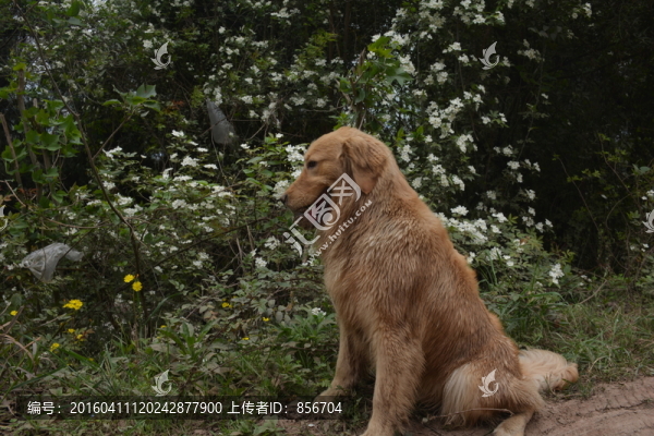 金毛尋回犬