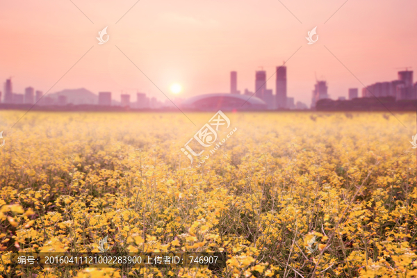 油菜花和城市