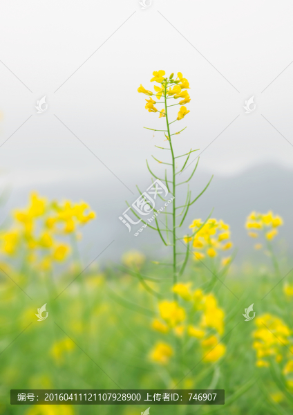 油菜花