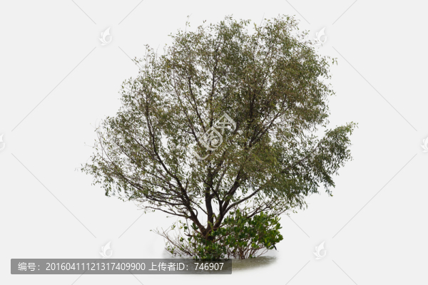 樹