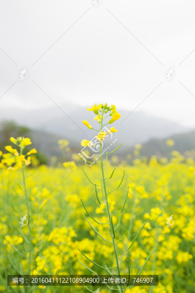 油菜花