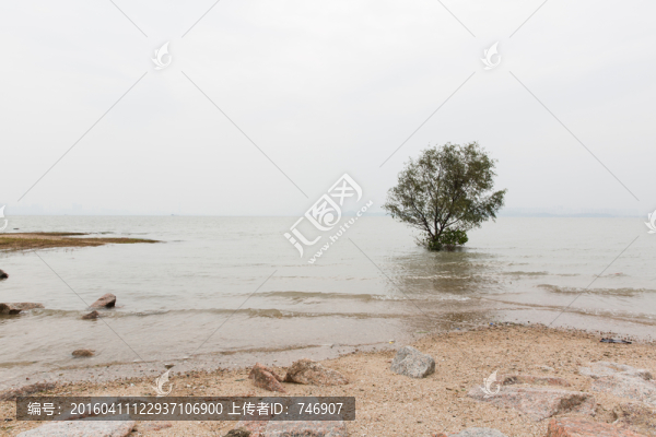 海邊的樹