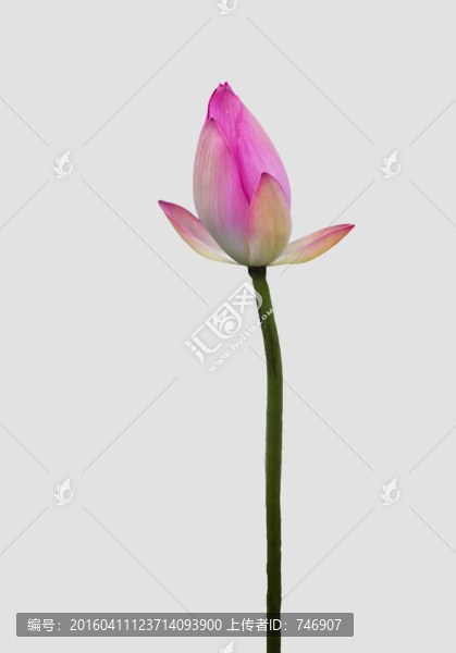 荷花摳圖