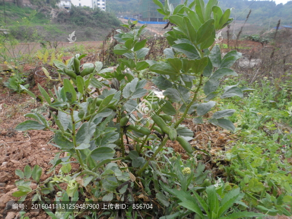 蠶豆苗