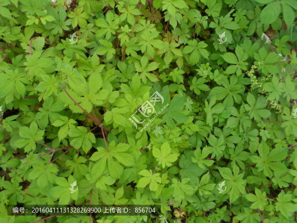 野草