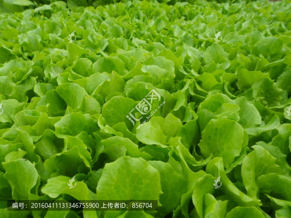 菠菜地