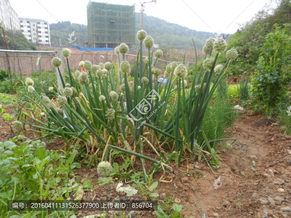 開花大蔥