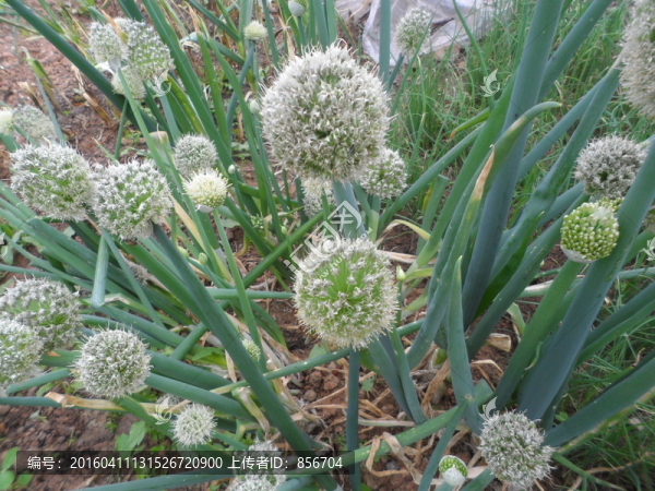 蔥開(kāi)花