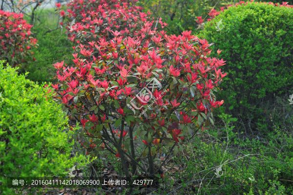 觀葉樹(shù),,紅葉,,紅樹(shù)葉