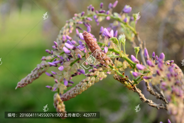 紫藤花