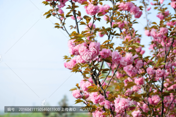 櫻花