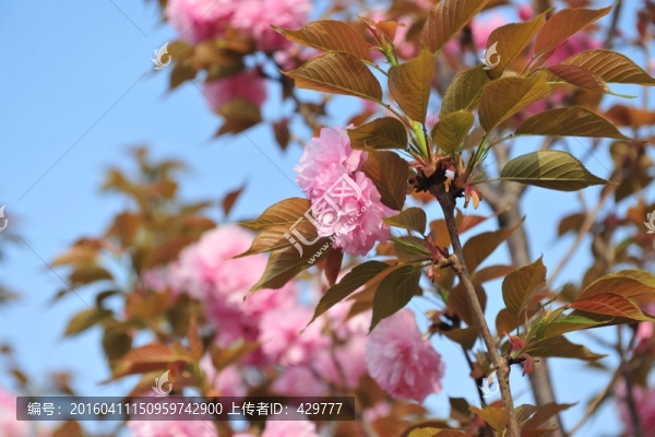櫻花
