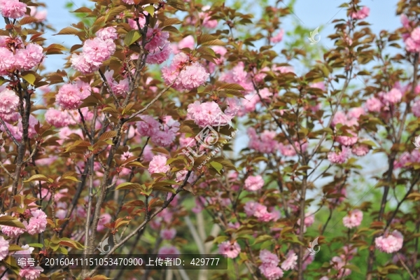 櫻花樹,,櫻花園
