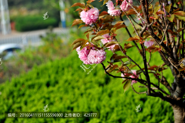 櫻花